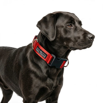 Tail Squad Dog Collar- Red