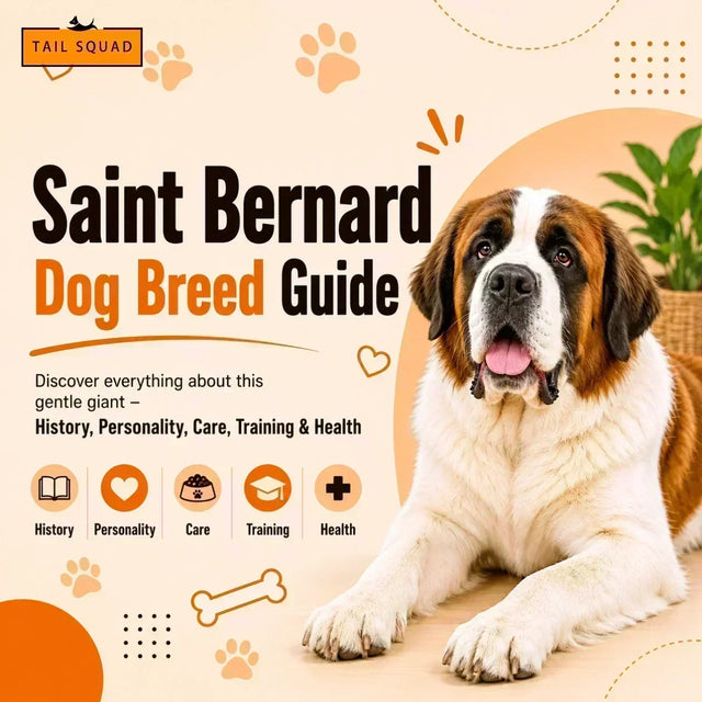 Saint Bernard dog breed guide