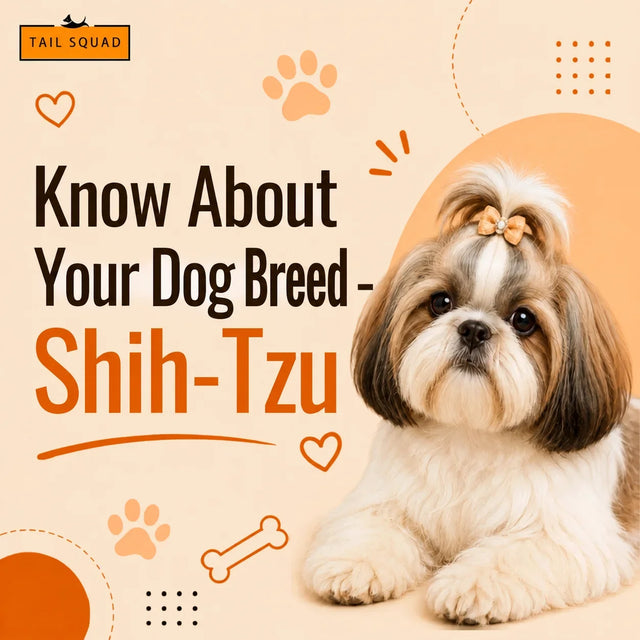 Shih-Tzu Dog Breed Information