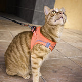 Flip Flap Cat Harness with Leash (Design May Vary)