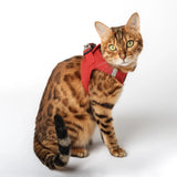 Flip Flap Cat Harness with Leash (Design May Vary)