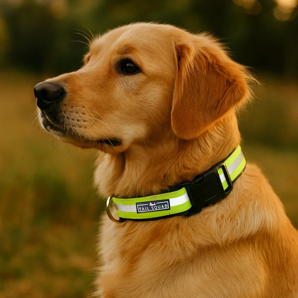 Tail Squad Reflective Dog Collar (Pack of 3) - TAIL SQUAD