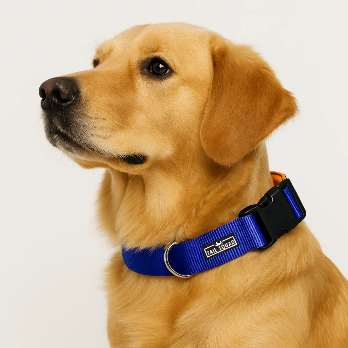 Tail Squad Dog Collar- Blue - TAIL SQUAD