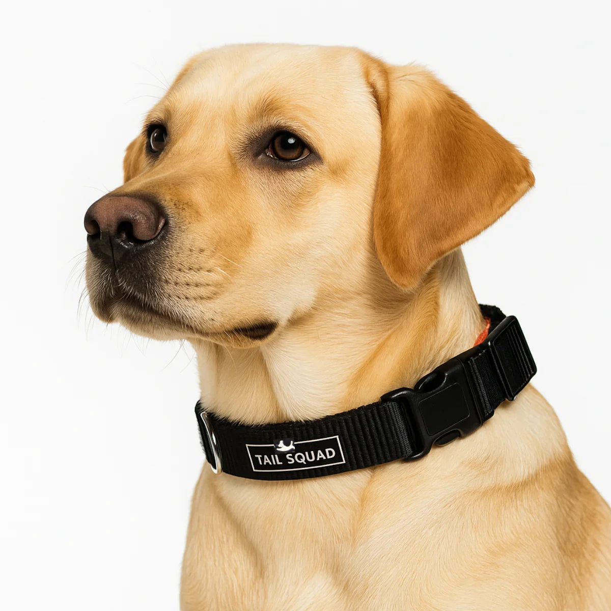Dog Belt Online | Strong & Secure Dog Body Belt
