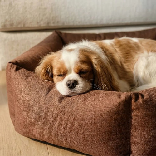 Dog resting inside Tail Squad Bolster Dog Bed side view showing deep cushioned washable pet bed for comfortable sleep support
