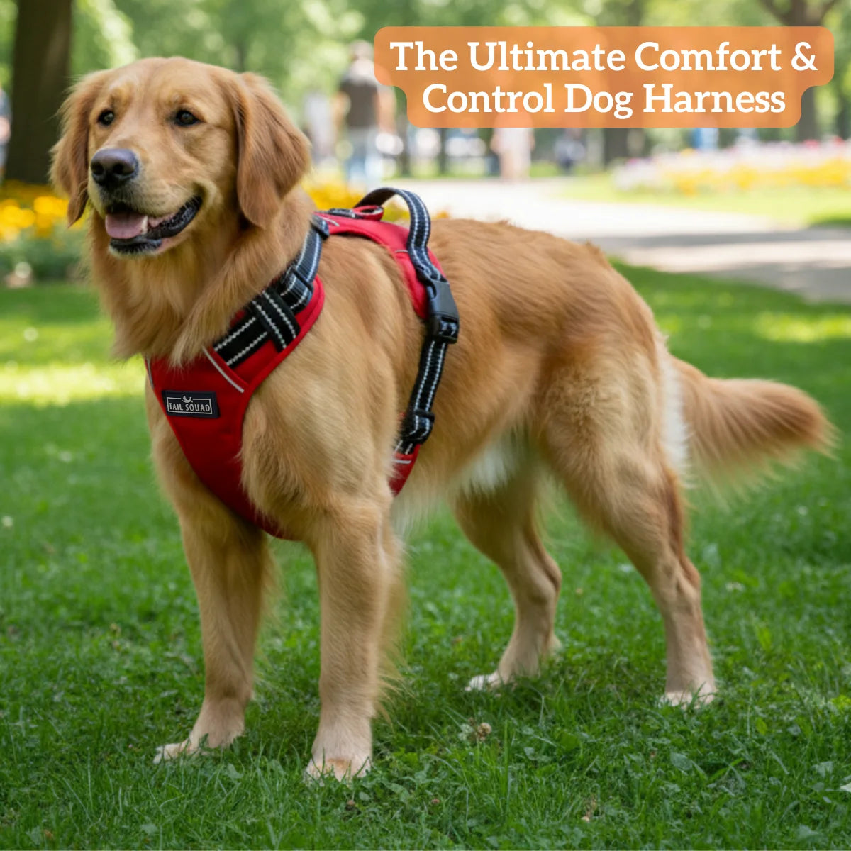 Golden Retriever wearing the Red Tail Squad Adjustable Dog Full Body Harness for enhanced comfort, support, and control during walks