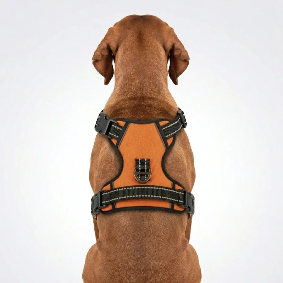 Back view of Tail Squad Rust dog harness with adjustable straps, secure fit, and strong walking support