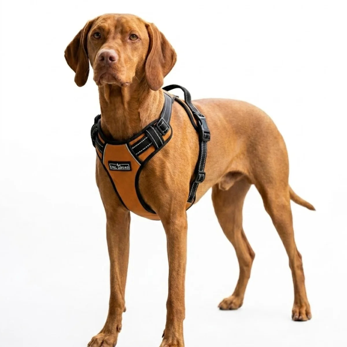 Tail Squad Adjustable Dog Harness Rust highlighting breathable padding, strong buckles, and no-pull control.