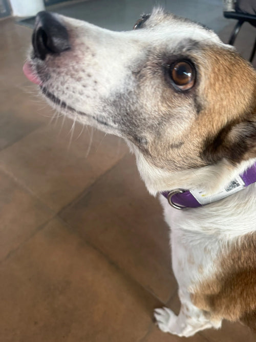 Smart dog collar- Medium size