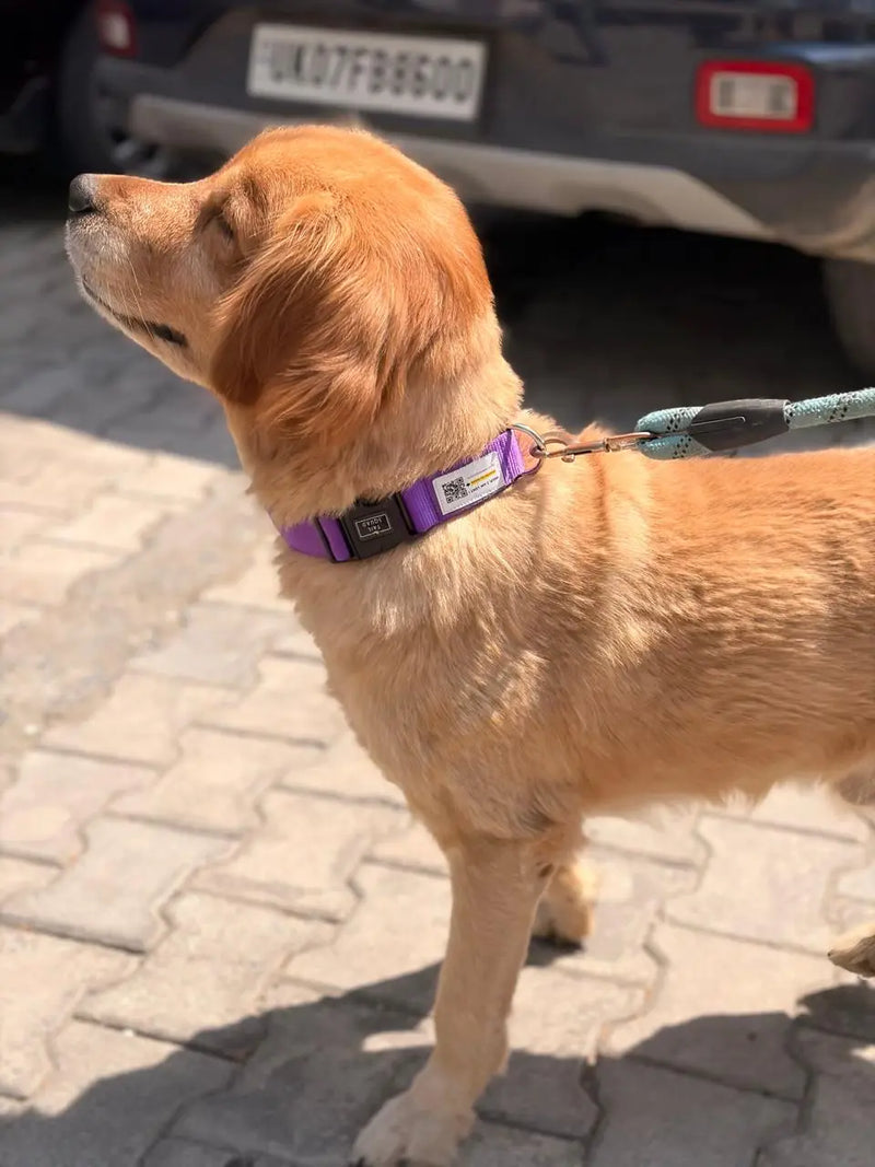 Dog Wearing Tail squad QR smart dog collar