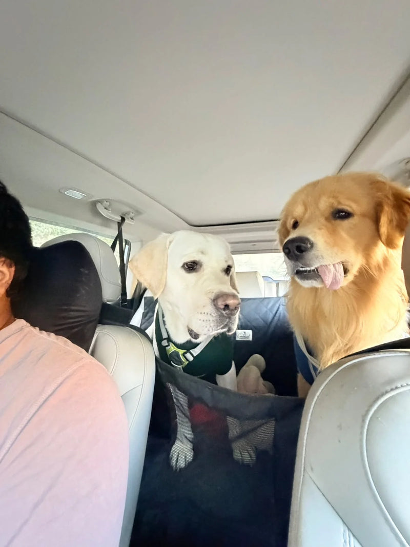 Dog sitting happily on Tail Squad car seat extender