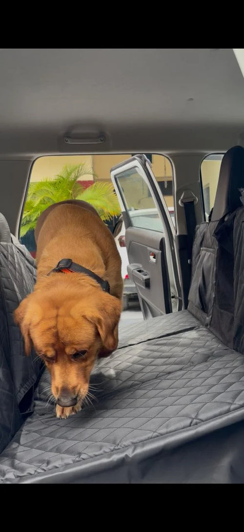 Dog wearing QR smart collar on car seat extender