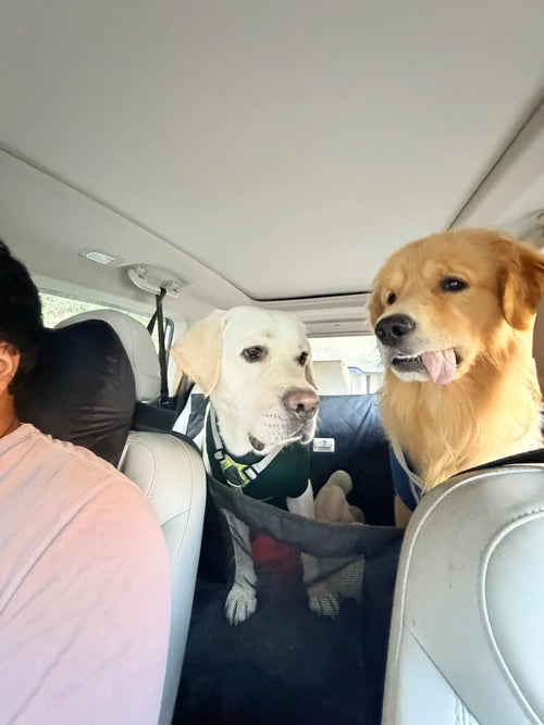 Dogs on car seat extender