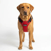 Tail Squad QR Enabled Adjustable Dog Harness for Safety & Control