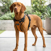Tail Squad QR Enabled Adjustable Full Body Dog Harness
