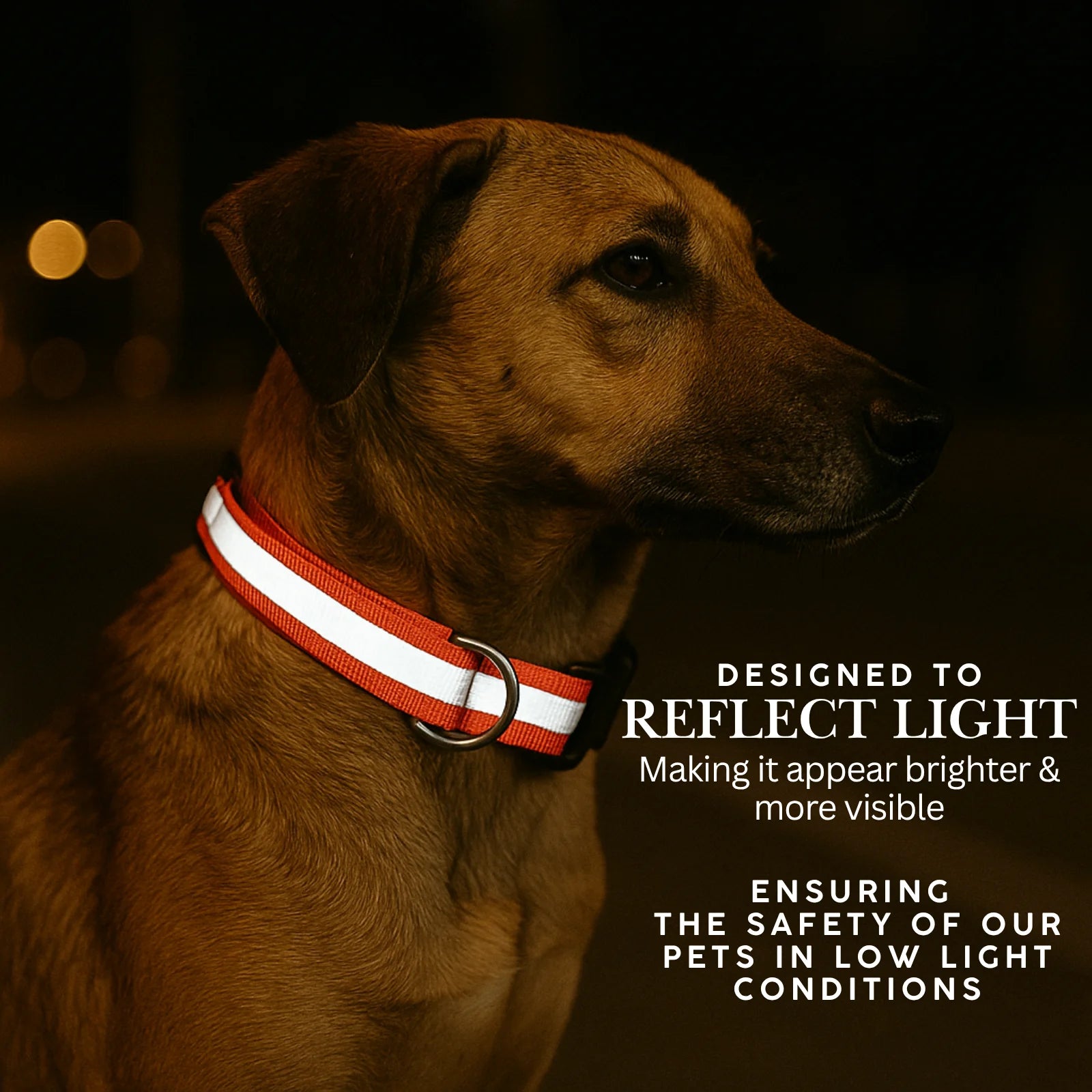 Dog wearing Tail Squad Reflective Dog Collar orange color with adjustable fit and reflective strip for enhanced night visibility