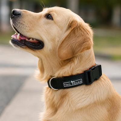 Tail Squad Dog Collar- Black