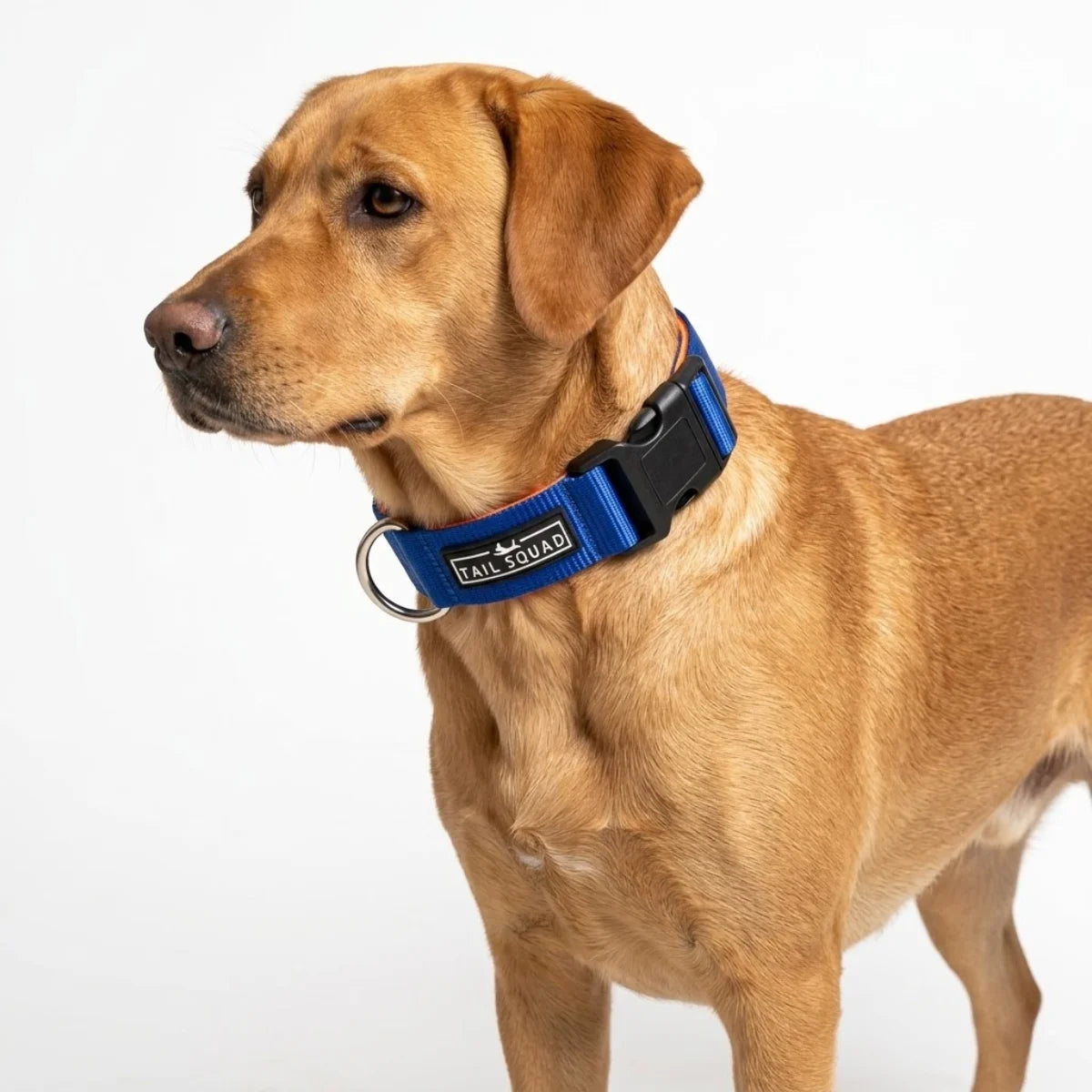 labrador Dog wearing Tail Squad Dog Collar Blue with adjustable fit and secure lightweight collar for daily walks

