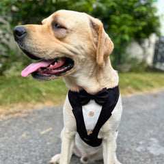 Tail Squad Designer Dog Tuxedo Harness (BLACK)